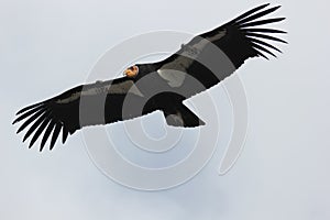 California condor