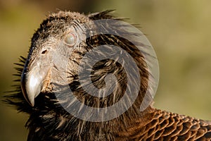California Condor Blinking
