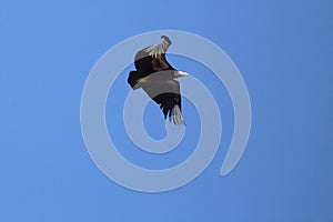 California condor chick 1K flaps it`s wings as it practices flying