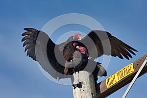 a california condor couple mating on top of a telephone pole.