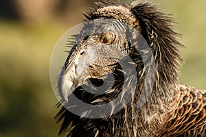 California Condor With Eye Closed