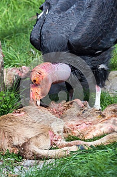 California Condor Feeding on Carcass