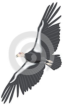 california condor fly bird vector illustration transparent background