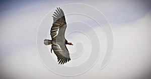 California Condor Flying High Above