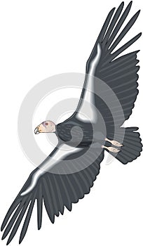California Condor Flying Illustration