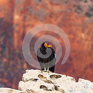 California Condor at the Grand Canyon