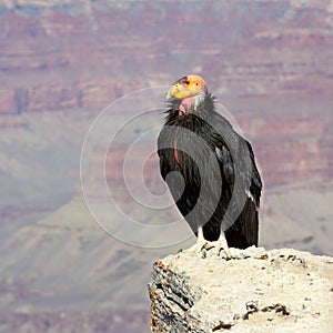 California Condor at Grand Canyon National Park photo