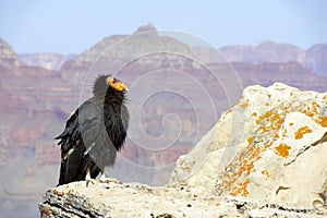 California Condor at Grand Canyon National Park