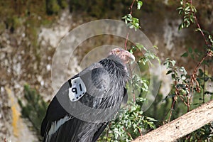 California condor Gymnogyps californianus 5