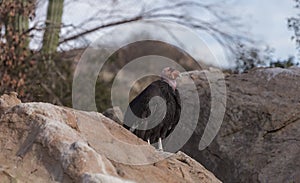 California condor, Gymnogyps californianus