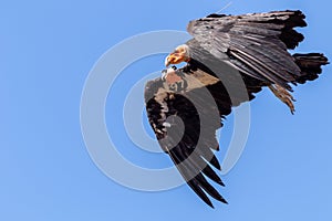 California condor (Gymnogyps californianus) photo