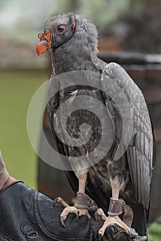 California condor, Gymnogyps californianus, a New World vulture is on the hand of trainer. Close up Vertical photo