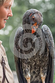 California condor, Gymnogyps californianus, a New World vulture and trainer. Close up Vertical photo