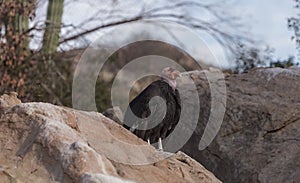 California condor, Gymnogyps californianus photo