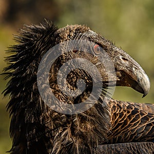 California Condor Looks Back