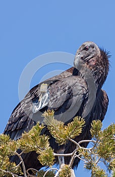 California Condor With Research Tag Perched in Tree