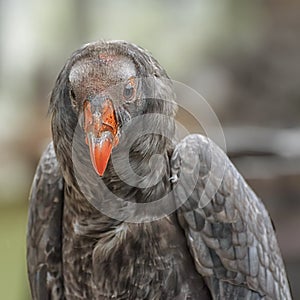 California condor, a significant bird to many California Native American groups, the North America`s largest bird. Close up