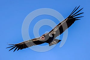 California Condor soaring through a clear sky, its wings spread wide in an effortless glide