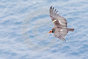 California Condor photo