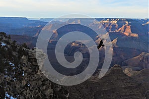 California Condor Soaring Over Grand Canyon