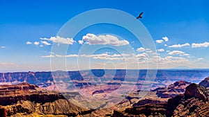 California Condor soaring over the Grand Canyon at the Walhalla Overlook on the North Rim of the Grand Canyon