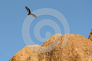 California Condor Spys a Landing Spot