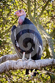 A California Condor stands proud on a branch at a Zoo in California