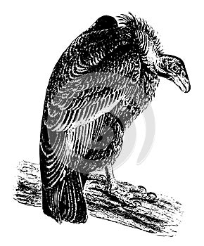 California Condor vintage illustration