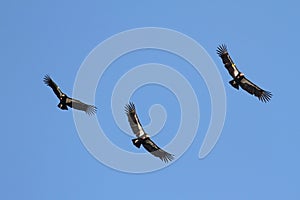 California Condors & x28;Gymnogyps californianus& x29;