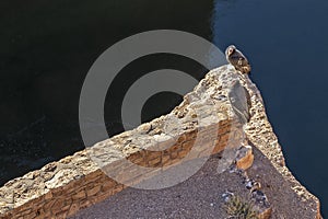 California Condors On A Ledge Overlooking Colorado River