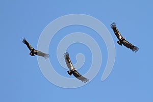 California Condors & x28;Gymnogyps californianus& x29; photo