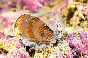 California cone snail