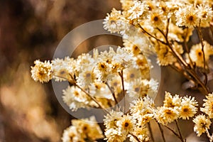 California cudweed dry wildflowers, California