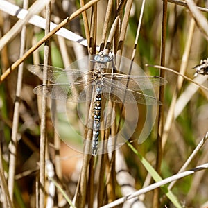 California darner perched on water grass
