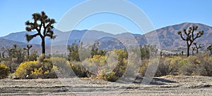 California desert landscape with plant life in Palmdale photo