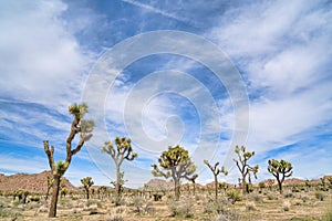 California desert scenery with Joshua tree plants at Joshua Tree National Park