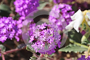 California Desert Wildflowers - Superbloom - Purple Desert Verbena