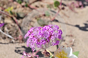 California Desert Wildflowers - Superbloom - Purple Desert Verbena