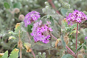 California Desert Wildflowers - Superbloom - Purple Desert Verbena - Abronia Villosa