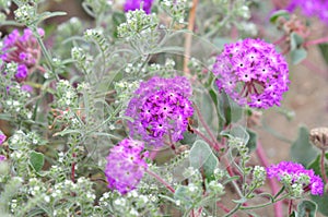California Desert Wildflowers - Superbloom - Purple Desert Verbena - Abronia Villosa