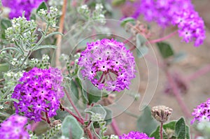 California Desert Wildflowers - Superbloom - Purple Desert Verbena - Abronia Villosa