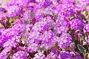 California Desert Wildflowers - Superbloom - Purple Desert Verbena - Abronia Villosa