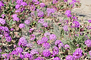 California Desert Wildflowers - Superbloom - Purple Desert Verbena - Abronia Villosa