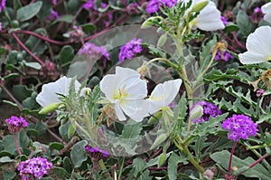 California Desert Wildflowers - Superbloom - white flowers - Desert Evening Primrose