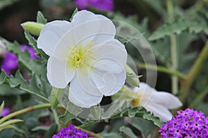 California Desert Wildflowers - Superbloom - white flowers - Desert Evening Primrose
