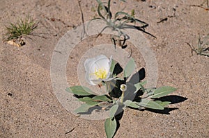 California Desert Wildflowers - Superbloom - white flowers - Desert Evening Primrose