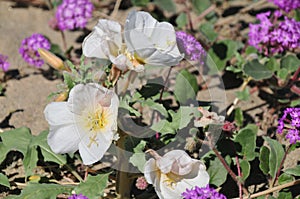 California Desert Wildflowers - Superbloom - white flowers - Desert Evening Primrose