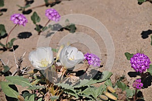 California Desert Wildflowers - Superbloom - white flowers - Desert Evening Primrose