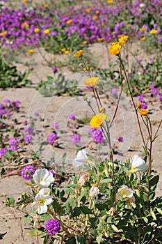 California Desert Wildflowers - Superbloom - white flowers - Desert Evening Primrose