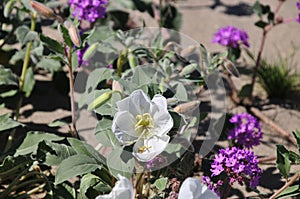 California Desert Wildflowers - Superbloom - white flowers - Desert Evening Primrose